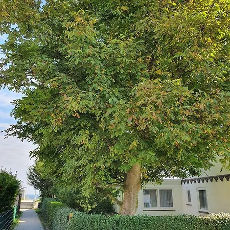 Hagelstein Ii 